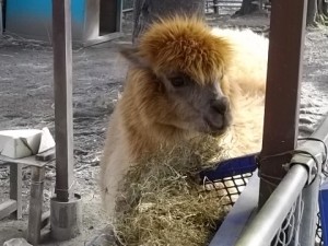 のんびりもぐもぐ