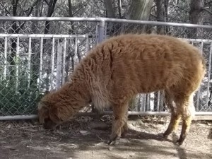 何食べてるの～