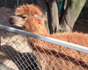 ラクダみたいにも見える？