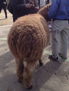 ふわふわなお尻