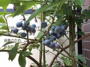 ブルーベリー